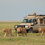 3 Days Tanzania Safari: Big Game, Big Scenery, Short Time
